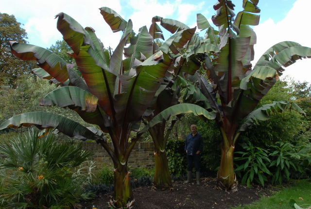 Not bad for England Three large ensete