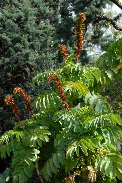 Melianthus major with flowers Melianthus major with flowers