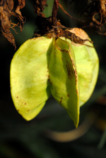 Seed pod of Melianthus major