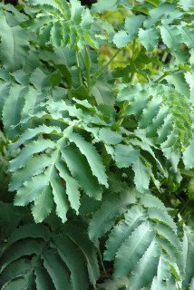 Melianthus major leaf detail