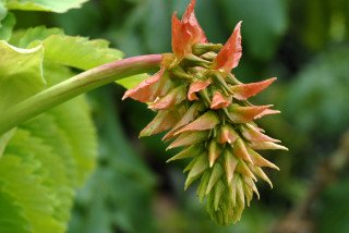 Emerging melianthus flower.