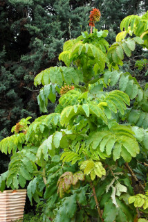 Emerging flowers in relation to the bush