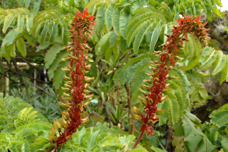 Elongated flowers of Melianthus major