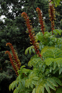 Melianthus major flowers