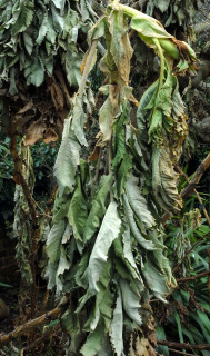 Frost damaged Melianthus major