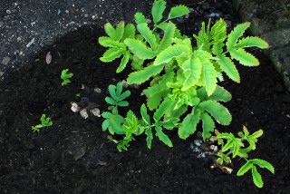 Melianthus growth 2nd May