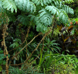 The stalk effect of Melianthus major