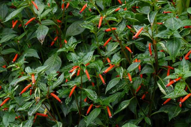 Cuphea ignea flowers