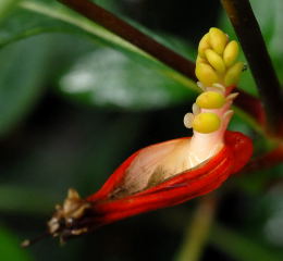 Seeds of the Mexican cigar plant