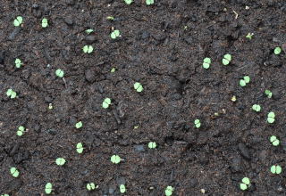 Newly germinated seeds of the Mexican cigar plant.