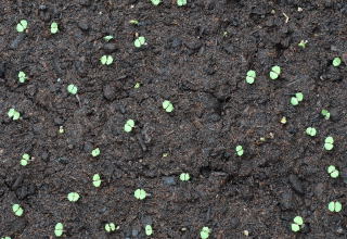 Newly germinated seeds of Cupea ignea. Newly germinated seeds of the Mexican cigar plant.