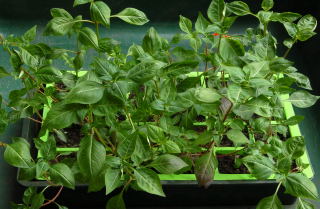 Cuphea ignea seedlings Mexican cigar plant seedlings