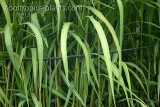 Miscanthus grass supported by flexible rope