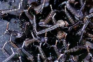 Mosquito larvae enjoying the sunshine. Mosquito larvae enjoying the sunshine.