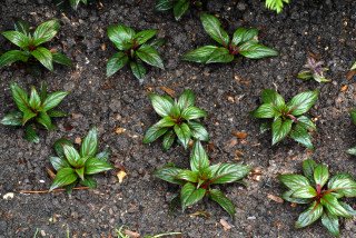 Newly planted New Guinea impatiens. Newly planted New Guinea impatiens.