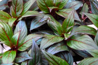 New Guinea impatiens tip cuttings in a bedding pack. New Guinea impatiens tip cuttings in a bedding pack.