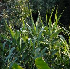 Arundo donax