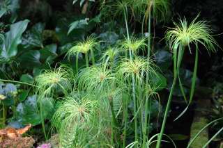 Cyperus papyrus