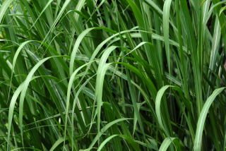 Miscanthus floridulus