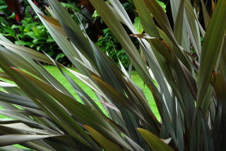 Phormium 'Platts black'