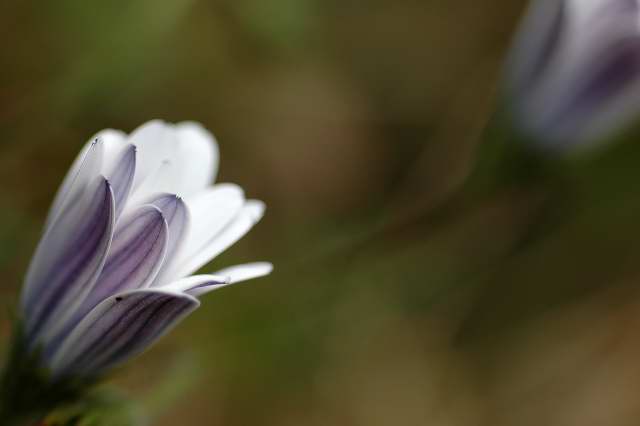 Closed Osteospernum flower Closed Osteospernum flower
