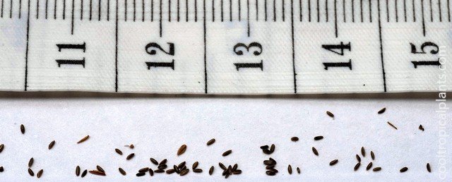 Papyrus seeds