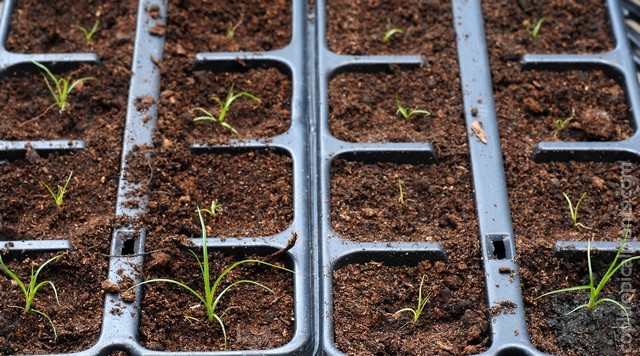 Pricked out papyrus seedlings