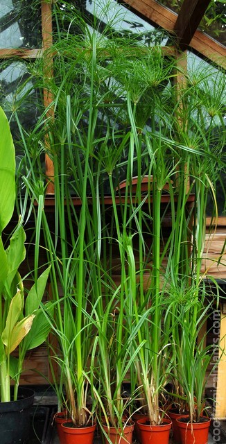 Papyrus seedlings in individual pots