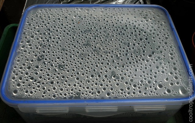 Condensation formed on the inside of the container lid.