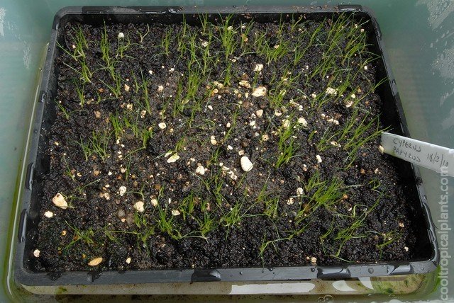 Newly germinated papyrus seeds