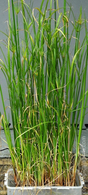 Tall plants still in the original seed tray