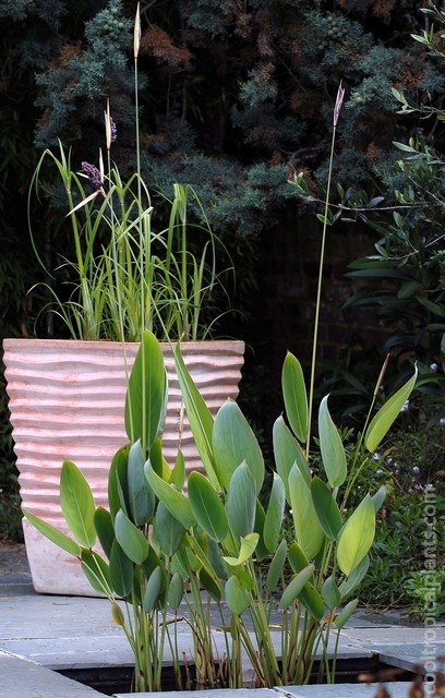 Young papyrus seedlings in a swamp pot