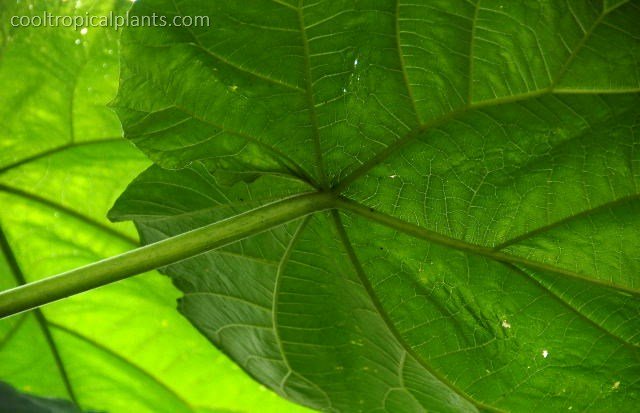 Paulownia tomentosa foliage