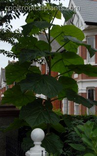 Paulownia foliage