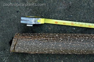 The cut stem is over 3m in lenght The cut stem is over 3m in lenght