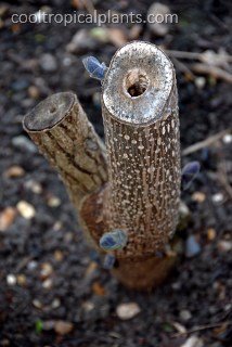 Swelling buds on a Paulownia trunk