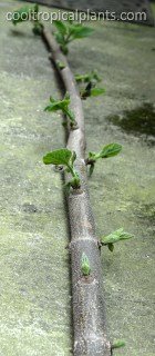 Shoots growing on the removed section.