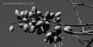 Pauwlonia tomentosa seed pods