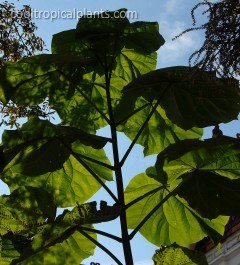 A single stemmed Paulownia