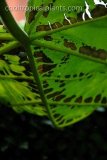 Rust on a Paulonia tomentosa leaf