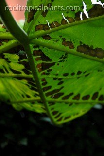 Rust Rust on a Paulonia tomentosa leaf