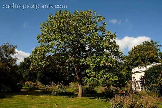 A good sized Paulownia tomentosa