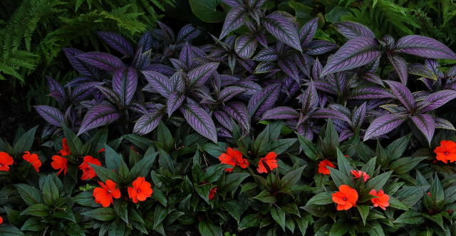 Persian shield (strobilanthes dyerianus)