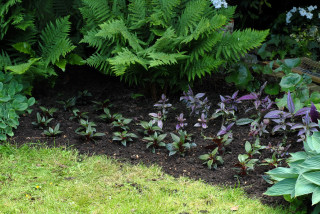 An early planting of Persian shield (strobilanthes dyerianus)