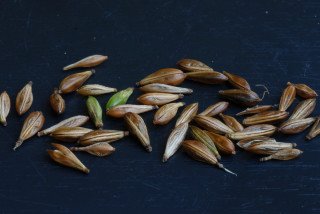 Seed pods of Strobilanthes dyerianus. Seed pods of Strobilanthes dyerianus.