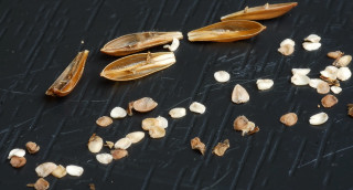 Seeds from within the pods.