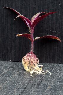 Persian shield with new roots formed.