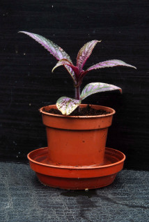 Persian shield repotted and aclimatizing in a saucer of water.