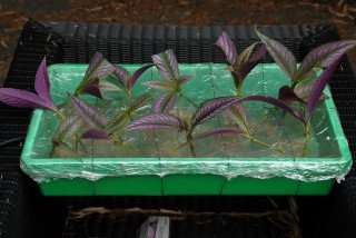 Strobilanthes dyerianus cuttings.