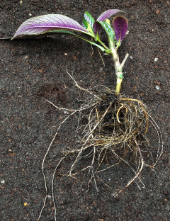 Up-rooted persian shield